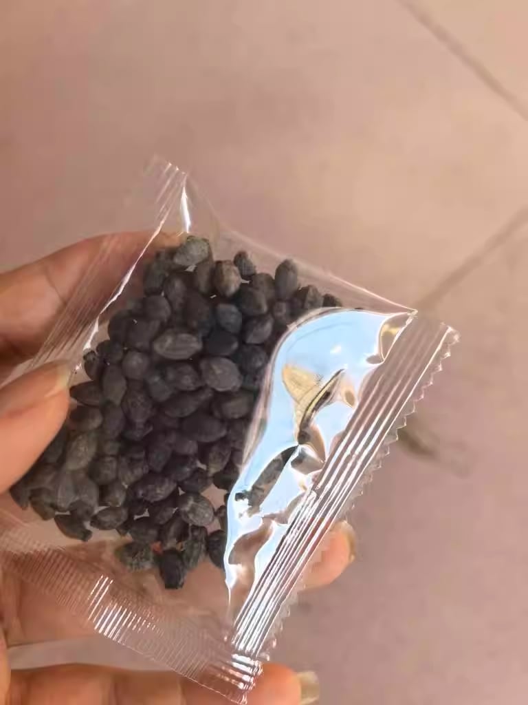 🔥Last Day Sale! 80% OFF!🔥||🌸Jasmine Seeds