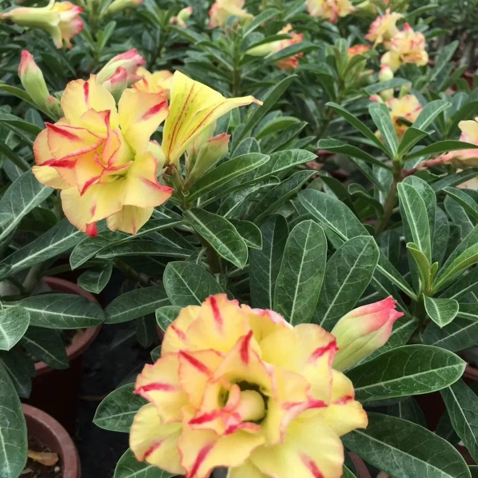 🔥Last Day Sale! 80% OFF!🔥||🌵 Desert Rose Bulbs - An Exotic Gem for Your Garden🌸