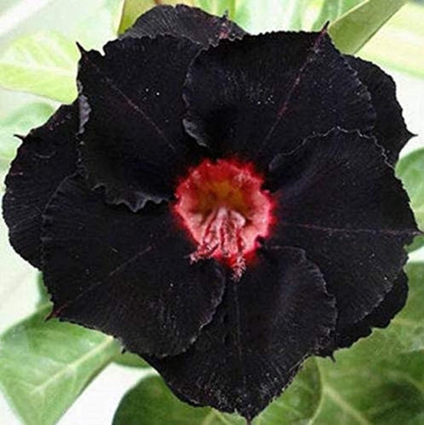 🔥Last Day Sale! 80% OFF!🔥||🌵 Desert Rose Bulbs - An Exotic Gem for Your Garden🌸