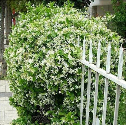 🔥Last Day Sale! 80% OFF!🔥||🌸Jasmine Seeds