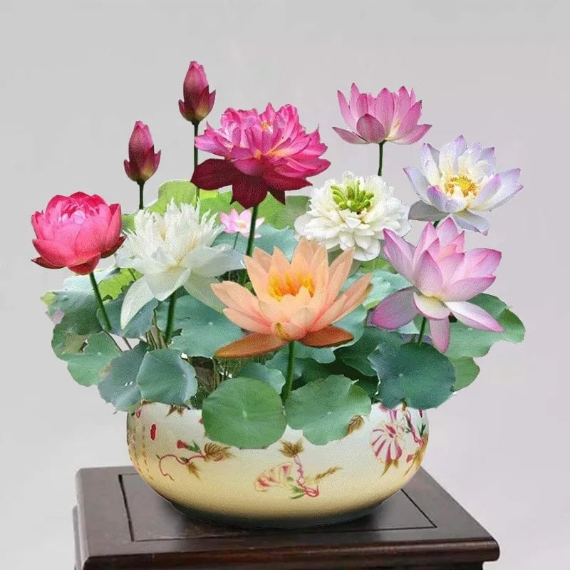 🔥Last Day Sale! 80% OFF!🔥||💐The Sacred Bonsai Bowl Lotus Flower