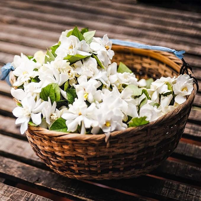 🔥Last Day Sale! 80% OFF!🔥||🌸Jasmine Seeds