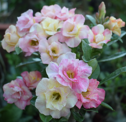 🔥Last Day Sale! 80% OFF!🔥||🌵 Desert Rose Bulbs - An Exotic Gem for Your Garden🌸