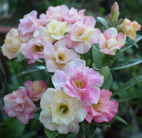 🔥Last Day Sale! 80% OFF!🔥||🌵 Desert Rose Bulbs - An Exotic Gem for Your Garden🌸