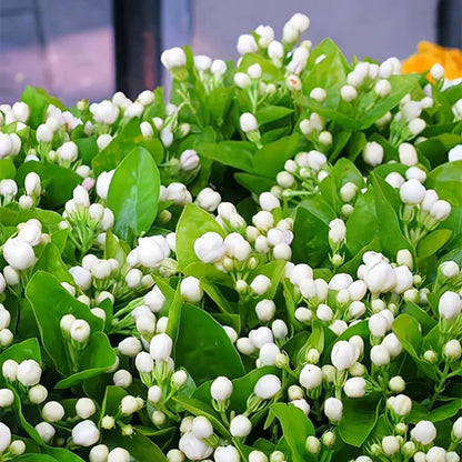 🔥Last Day Sale! 80% OFF!🔥||🌸Jasmine Seeds