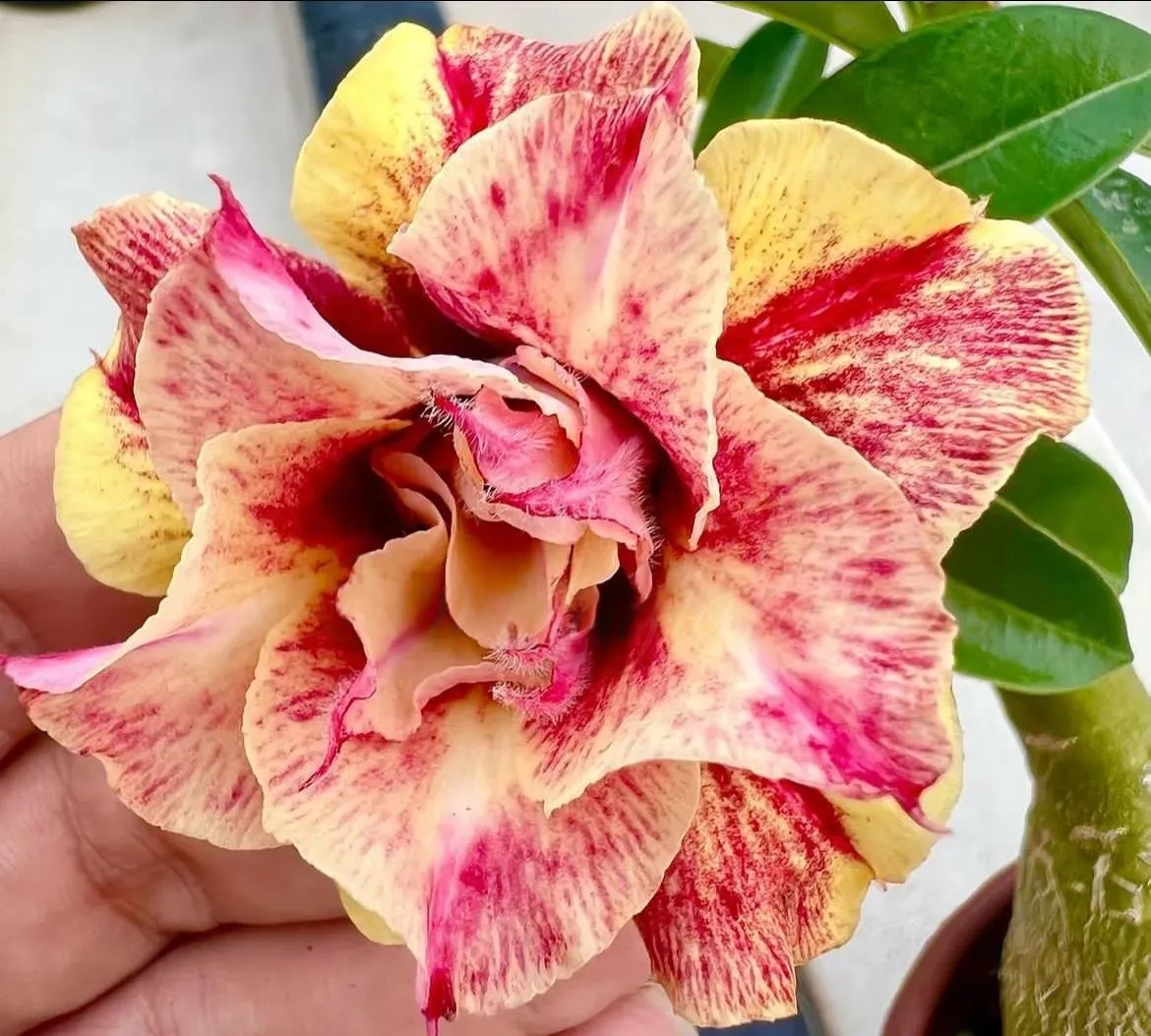 🔥Last Day Sale! 80% OFF!🔥||🌵 Desert Rose Bulbs - An Exotic Gem for Your Garden🌸