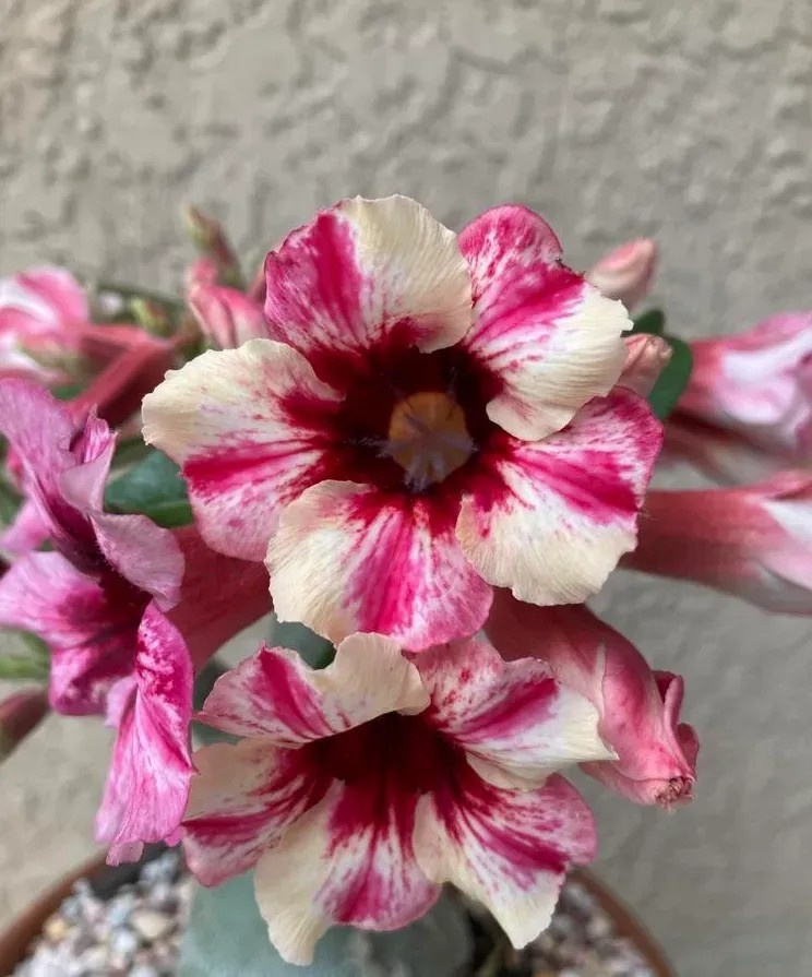 🔥Last Day Sale! 80% OFF!🔥||🌵 Desert Rose Bulbs - An Exotic Gem for Your Garden🌸