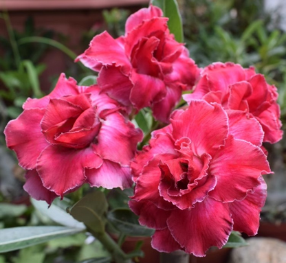 🔥Last Day Sale! 80% OFF!🔥||🌵 Desert Rose Bulbs - An Exotic Gem for Your Garden🌸