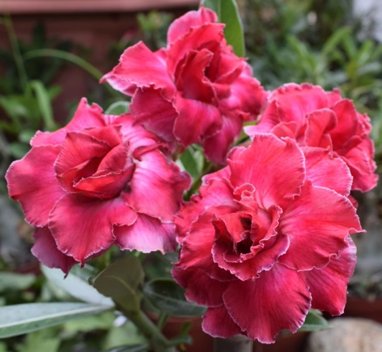 🔥Last Day Sale! 80% OFF!🔥||🌵 Desert Rose Bulbs - An Exotic Gem for Your Garden🌸