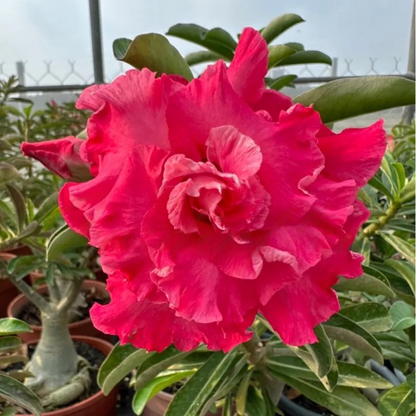 🔥Last Day Sale! 80% OFF!🔥||🌵 Desert Rose Bulbs - An Exotic Gem for Your Garden🌸