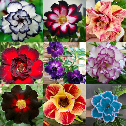 🔥Last Day Sale! 80% OFF!🔥||🌵 Desert Rose Bulbs - An Exotic Gem for Your Garden🌸