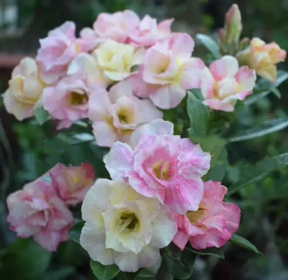🔥Last Day Sale! 80% OFF!🔥||🌵 Desert Rose Bulbs - An Exotic Gem for Your Garden🌸
