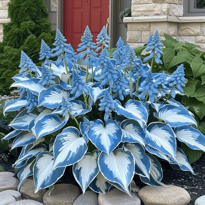 🔥Last Day Sale! 80% OFF!🔥||🌿Rare Hosta Seeds for Lush Shade Gardens💖🔥1 Pack-100 Seeds