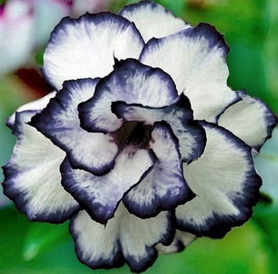 🔥Last Day Sale! 80% OFF!🔥||🌵 Desert Rose Bulbs - An Exotic Gem for Your Garden🌸