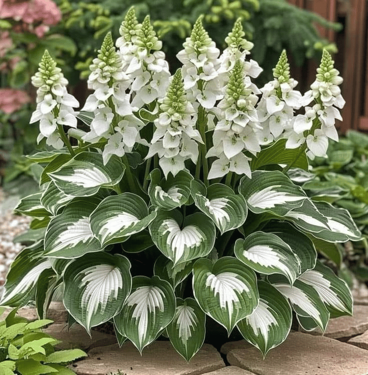 🔥Last Day Sale! 80% OFF!🔥||🌿Rare Hosta Seeds for Lush Shade Gardens💖🔥1 Pack-100 Seeds