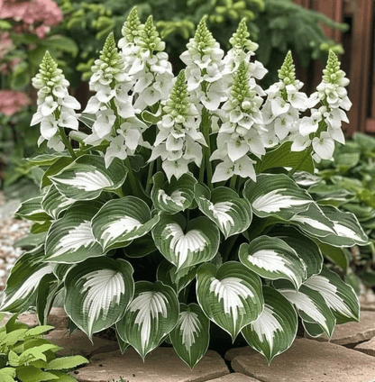 🔥Last Day Sale! 80% OFF!🔥||🌿Rare Hosta Seeds for Lush Shade Gardens💖🔥1 Pack-100 Seeds