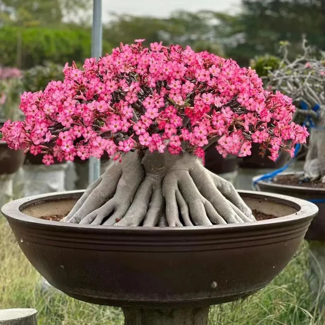 🔥Last Day Sale! 80% OFF!🔥||🌵 Desert Rose Bulbs - An Exotic Gem for Your Garden🌸