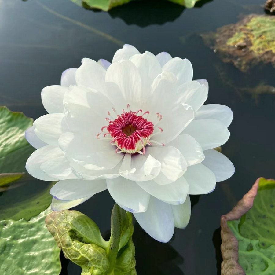 🔥Last Day Sale! 80% OFF!🔥||💐The Sacred Bonsai Bowl Lotus Flower