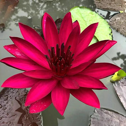 🔥Last Day Sale! 80% OFF!🔥||💐The Sacred Bonsai Bowl Lotus Flower