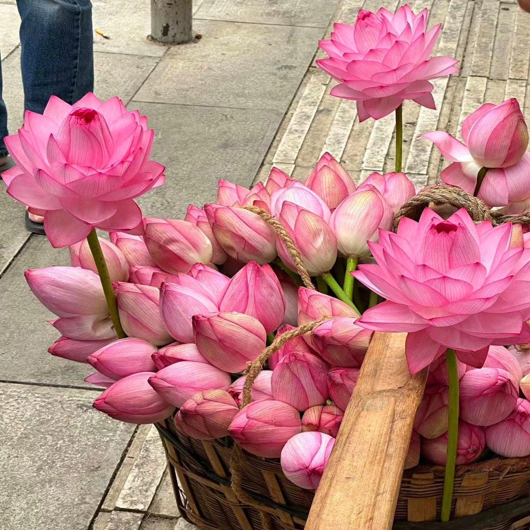 🔥Last Day Sale! 80% OFF!🔥||💐The Sacred Bonsai Bowl Lotus Flower