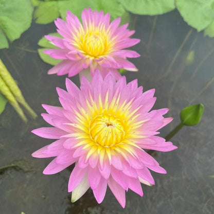 🔥Last Day Sale! 80% OFF!🔥||💐The Sacred Bonsai Bowl Lotus Flower