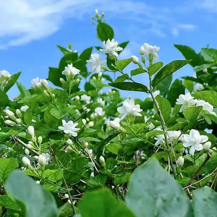🔥Last Day Sale! 80% OFF!🔥||🌸Jasmine Seeds