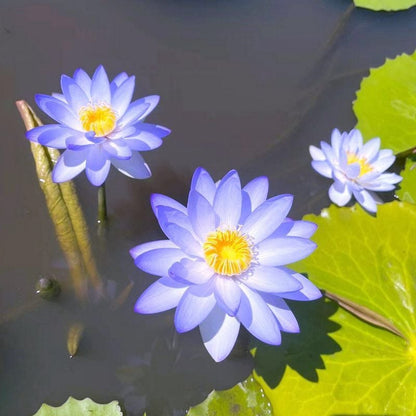 🔥Last Day Sale! 80% OFF!🔥||💐The Sacred Bonsai Bowl Lotus Flower