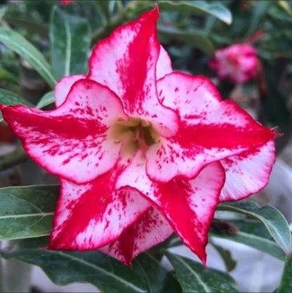 🔥Last Day Sale! 80% OFF!🔥||🌵 Desert Rose Bulbs - An Exotic Gem for Your Garden🌸