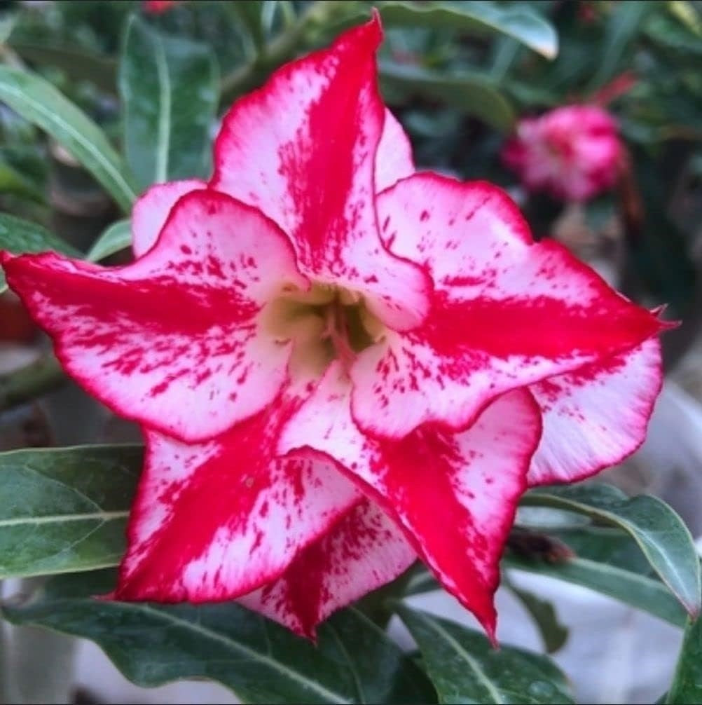 🔥Last Day Sale! 80% OFF!🔥||🌵 Desert Rose Bulbs - An Exotic Gem for Your Garden🌸