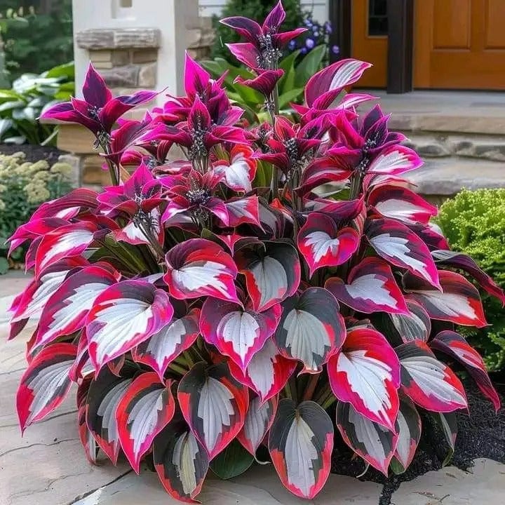 🔥Last Day Sale! 80% OFF!🔥||🌿Rare Hosta Seeds for Lush Shade Gardens💖🔥1 Pack-100 Seeds