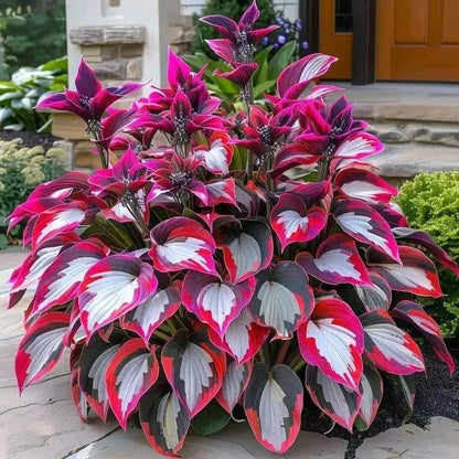 🔥Last Day Sale! 80% OFF!🔥||🌿Rare Hosta Seeds for Lush Shade Gardens💖🔥1 Pack-100 Seeds