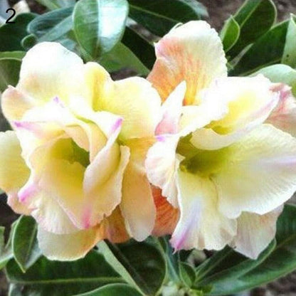 🔥Last Day Sale! 80% OFF!🔥||🌵 Desert Rose Bulbs - An Exotic Gem for Your Garden🌸