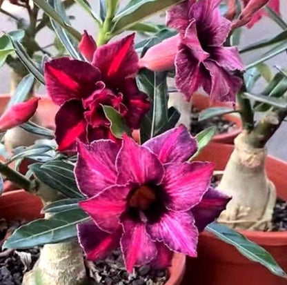 🔥Last Day Sale! 80% OFF!🔥||🌵 Desert Rose Bulbs - An Exotic Gem for Your Garden🌸