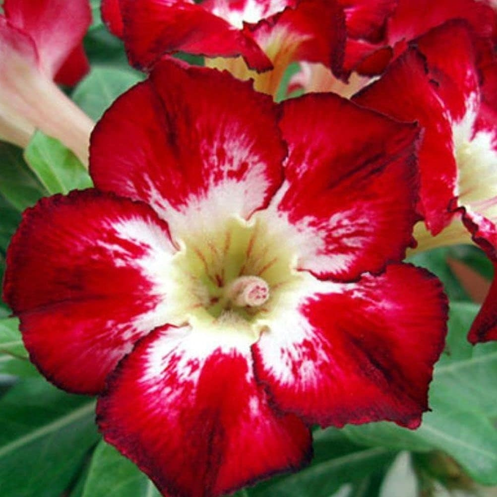 🔥Last Day Sale! 80% OFF!🔥||🌵 Desert Rose Bulbs - An Exotic Gem for Your Garden🌸