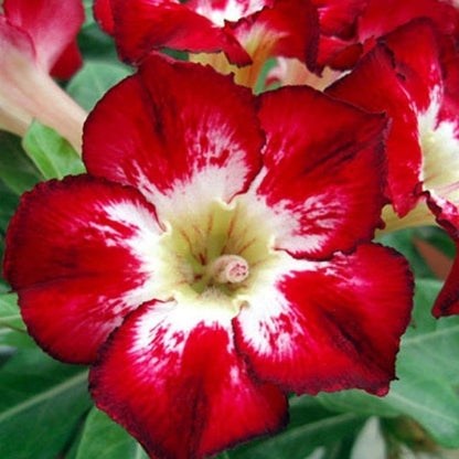 🔥Last Day Sale! 80% OFF!🔥||🌵 Desert Rose Bulbs - An Exotic Gem for Your Garden🌸