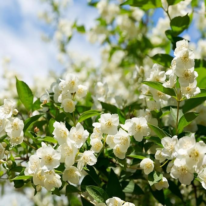 🔥Last Day Sale! 80% OFF!🔥||🌸Jasmine Seeds