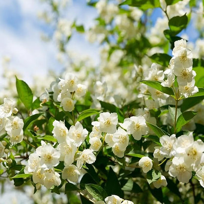 🔥Last Day Sale! 80% OFF!🔥||🌸Jasmine Seeds