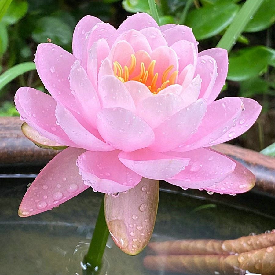 🔥Last Day Sale! 80% OFF!🔥||💐The Sacred Bonsai Bowl Lotus Flower