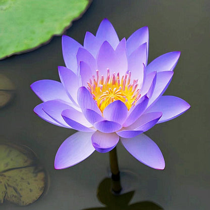 🔥Last Day Sale! 80% OFF!🔥||💐The Sacred Bonsai Bowl Lotus Flower