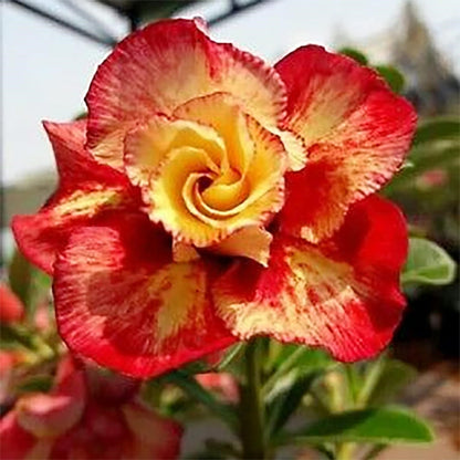 🔥Last Day Sale! 80% OFF!🔥||🌵 Desert Rose Bulbs - An Exotic Gem for Your Garden🌸