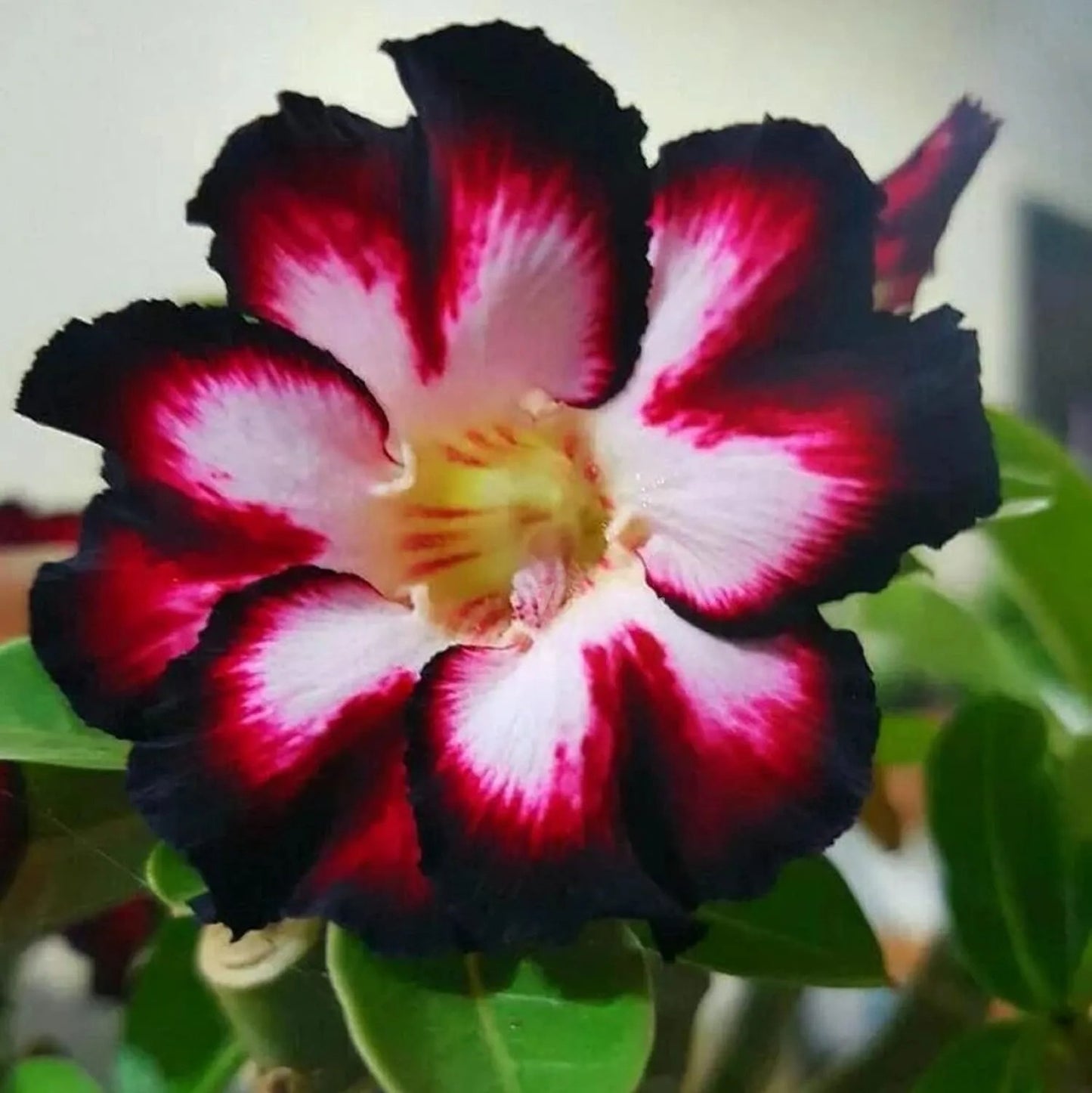 🔥Last Day Sale! 80% OFF!🔥||🌵 Desert Rose Bulbs - An Exotic Gem for Your Garden🌸