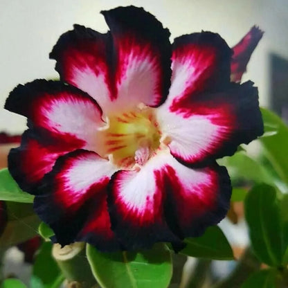 🔥Last Day Sale! 80% OFF!🔥||🌵 Desert Rose Bulbs - An Exotic Gem for Your Garden🌸