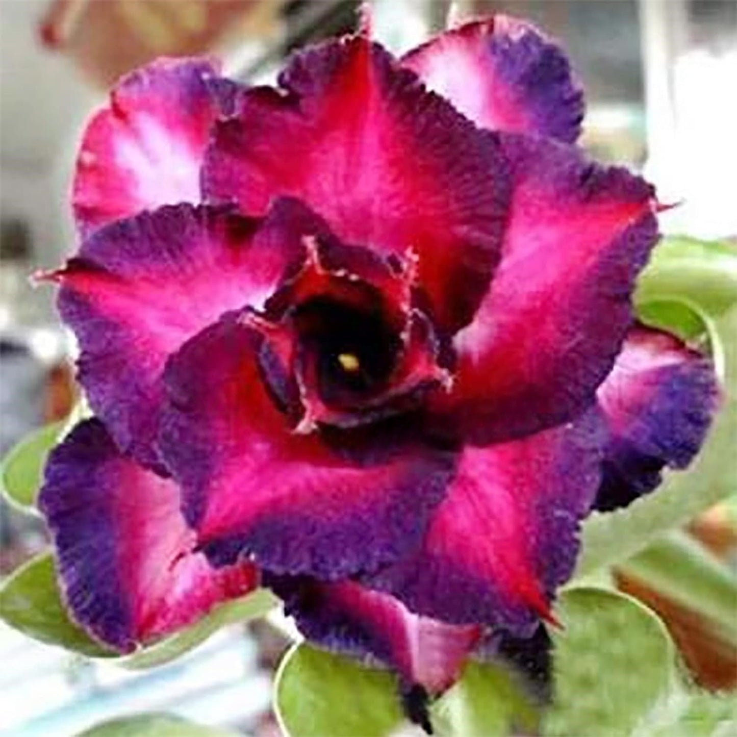 🔥Last Day Sale! 80% OFF!🔥||🌵 Desert Rose Bulbs - An Exotic Gem for Your Garden🌸