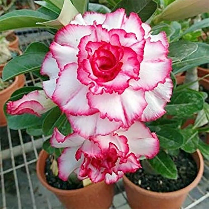 🔥Last Day Sale! 80% OFF!🔥||🌵 Desert Rose Bulbs - An Exotic Gem for Your Garden🌸