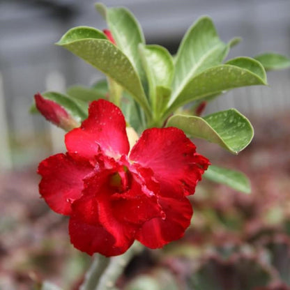 🔥Last Day Sale! 80% OFF!🔥||🌵 Desert Rose Bulbs - An Exotic Gem for Your Garden🌸