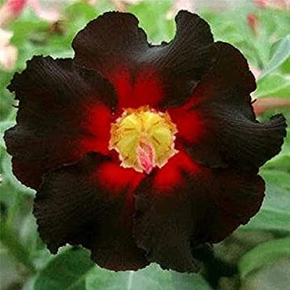 🔥Last Day Sale! 80% OFF!🔥||🌵 Desert Rose Bulbs - An Exotic Gem for Your Garden🌸