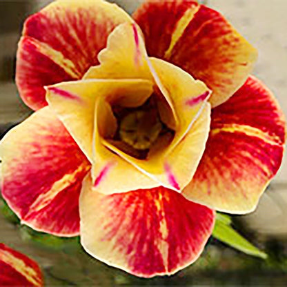 🔥Last Day Sale! 80% OFF!🔥||🌵 Desert Rose Bulbs - An Exotic Gem for Your Garden🌸