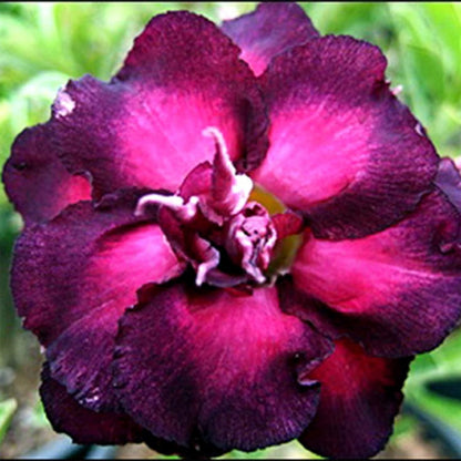 🔥Last Day Sale! 80% OFF!🔥||🌵 Desert Rose Bulbs - An Exotic Gem for Your Garden🌸