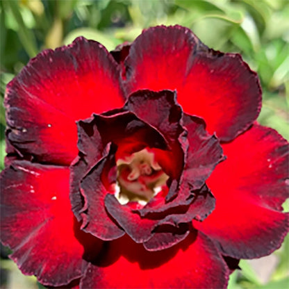🔥Last Day Sale! 80% OFF!🔥||🌵 Desert Rose Bulbs - An Exotic Gem for Your Garden🌸