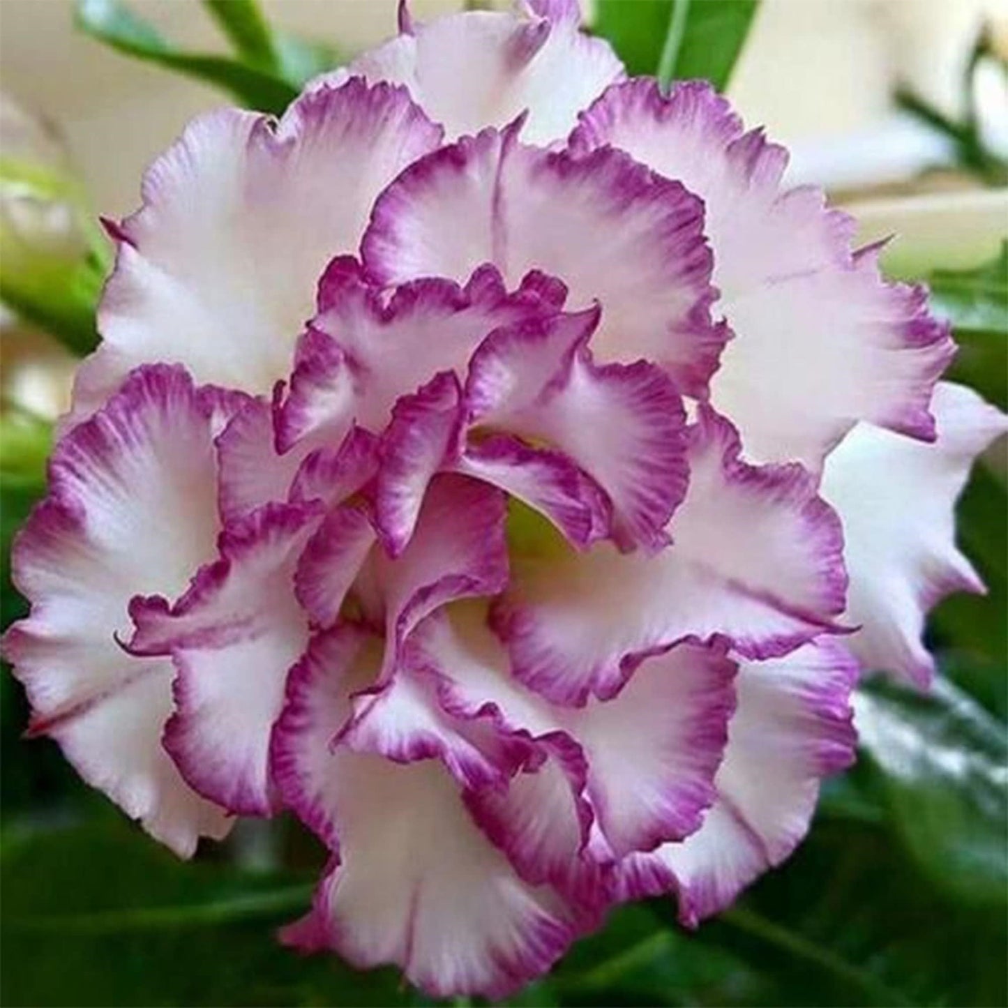🔥Last Day Sale! 80% OFF!🔥||🌵 Desert Rose Bulbs - An Exotic Gem for Your Garden🌸
